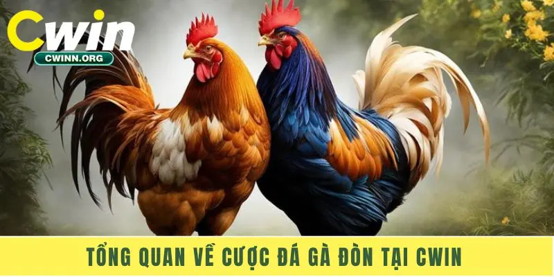 Tổng quan về cược đá gà đòn tại Cwin 