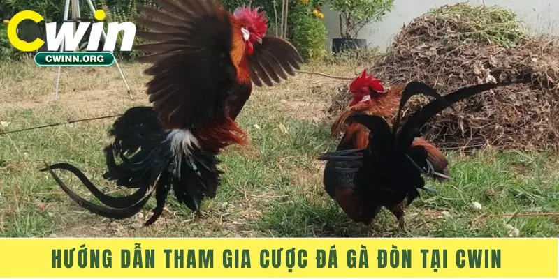 Hướng dẫn tham gia cược đá gà đòn tại Cwin 