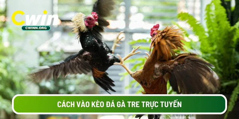 Cách vào kèo đá gà tre trực tuyến 